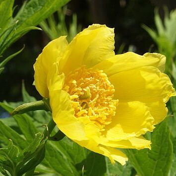 Paeonia ludlowii unspecified picture