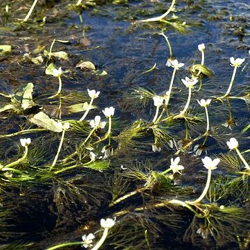 Ranunculus rionii unspecified picture