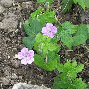 Geranium rubifolium unspecified picture