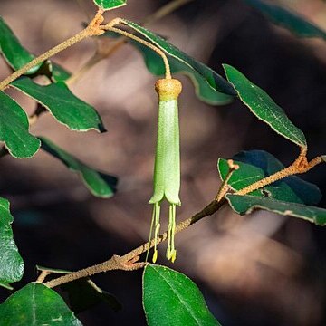 Correa lawrenceana var. latrobeana unspecified picture