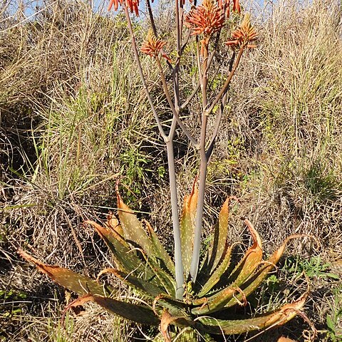 Aloe greatheadii var. davyana unspecified picture