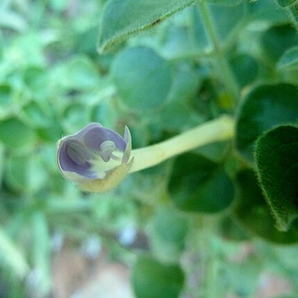 Barleria affinis unspecified picture