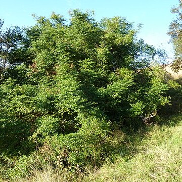 Cassinopsis ilicifolia unspecified picture