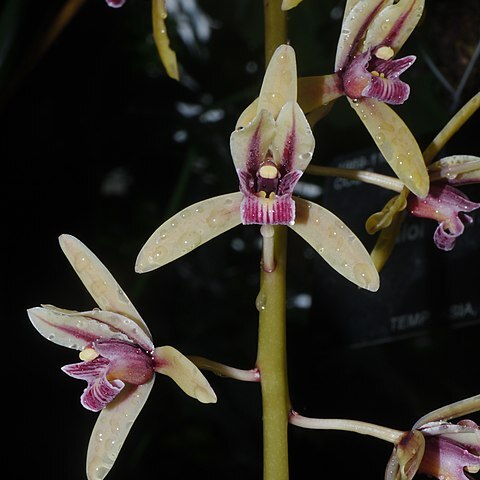 Cymbidium unspecified picture