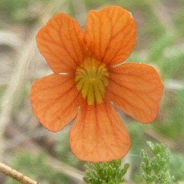 Jamesbrittenia aurantiaca unspecified picture