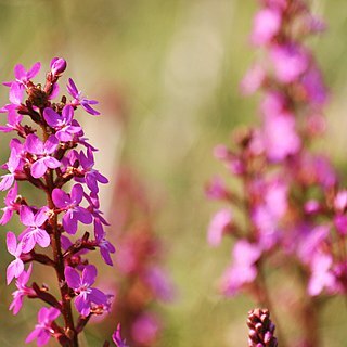 Stylidium unspecified picture