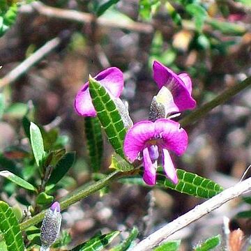 Mirbelia unspecified picture