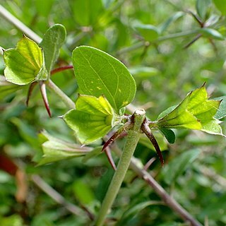 Acanthoprasium unspecified picture