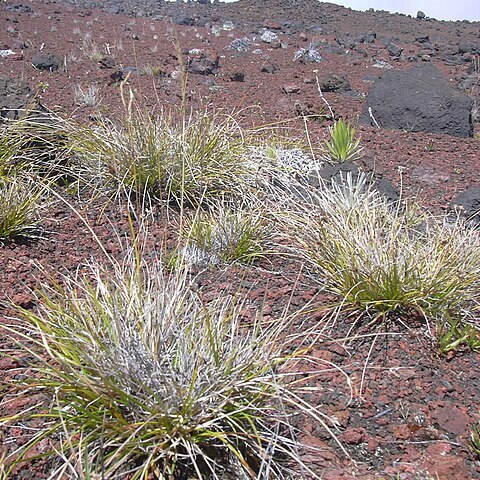 Carex macloviana d'urv. unspecified picture