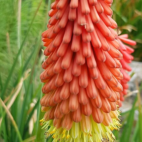 Kniphofia thomsonii var. snowdenii unspecified picture