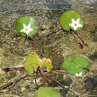 Nymphoides humboldtiana unspecified picture