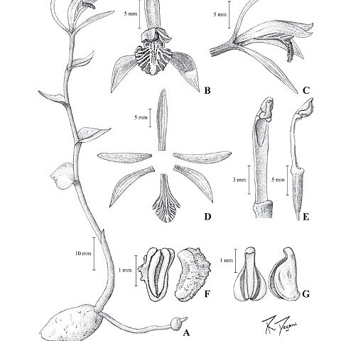 Triphora uniflora unspecified picture