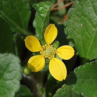 Chrysogonum unspecified picture