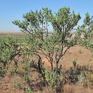 Lopholaena coriifolia unspecified picture