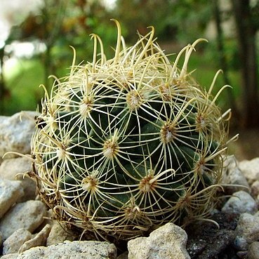 Sclerocactus brevihamatus unspecified picture