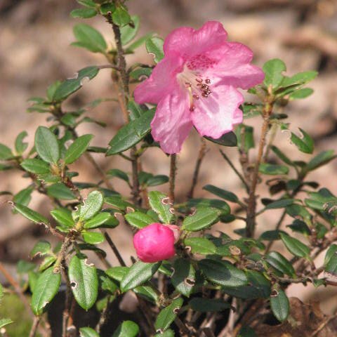 Rhododendron dendrocharis unspecified picture