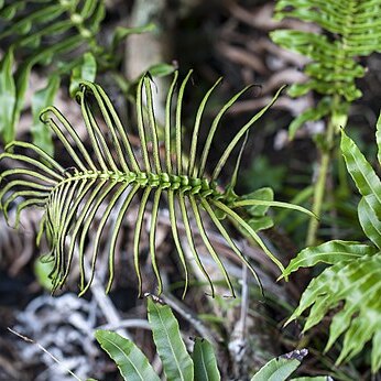 Blechnum howeanum unspecified picture