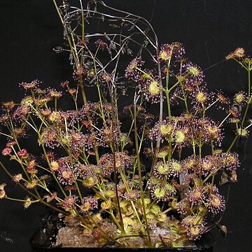 Drosera stolonifera unspecified picture