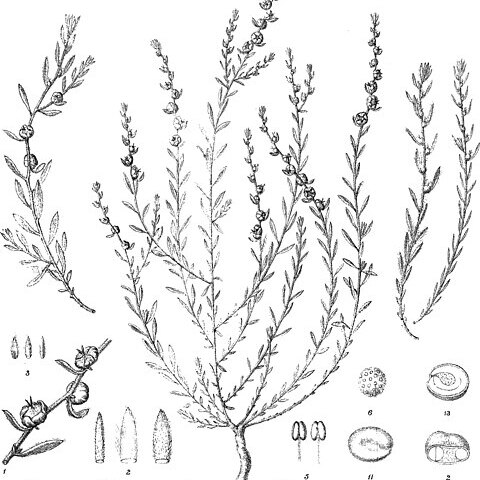 Maireana enchylaenoides unspecified picture