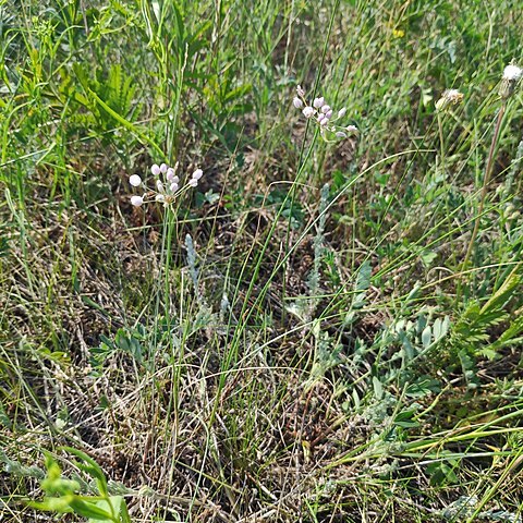 Allium anisopodium unspecified picture