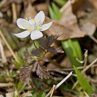 Dichocarpum stoloniferum unspecified picture