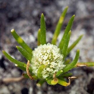 Siloxerus filifolius unspecified picture