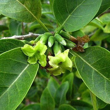 Nothocestrum breviflorum unspecified picture