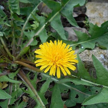 Taraxacum pieninicum unspecified picture