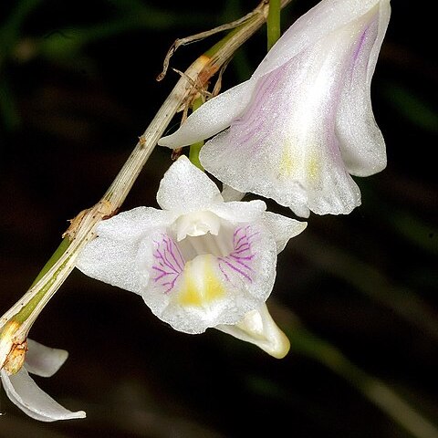 Dendrobium linearifolium unspecified picture