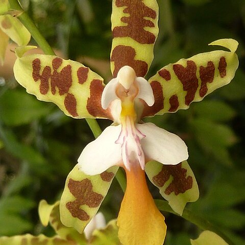 Oncidium hintonii unspecified picture