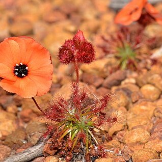 Drosera barbigera unspecified picture