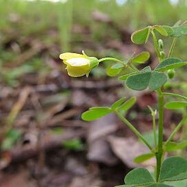 Oxalis exilis unspecified picture