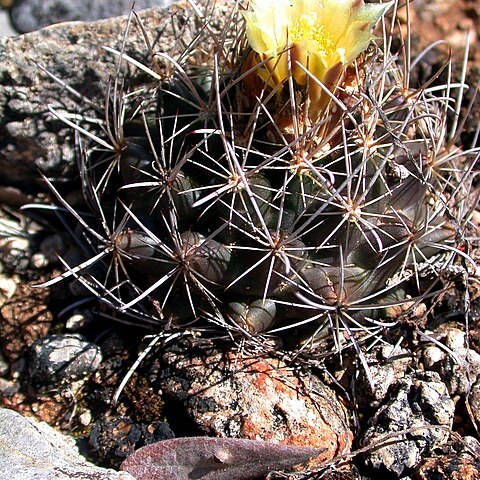 Sclerocactus brevihamatus subsp. tobuschii unspecified picture