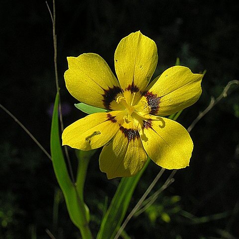 Sisyrinchium graminifolium unspecified picture