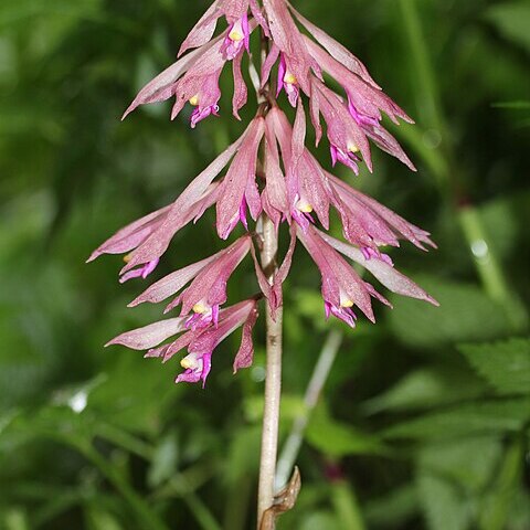 Cremastra appendiculata var. variabilis unspecified picture