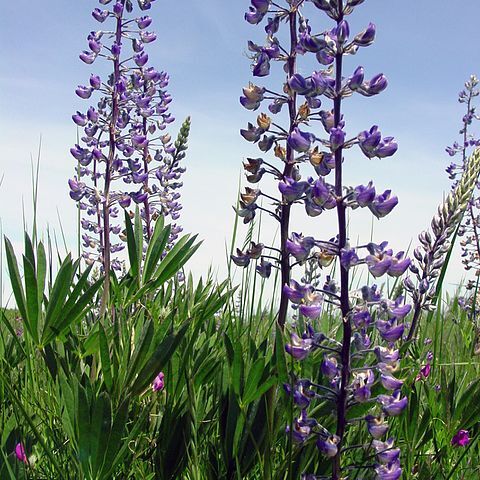 Lupinus oreganus unspecified picture