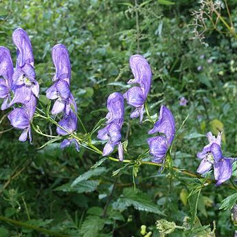 Aconitum unspecified picture