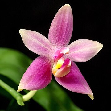 Phalaenopsis mentawaiensis unspecified picture