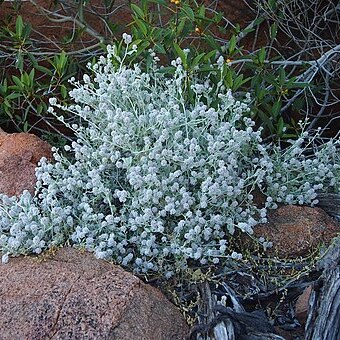 Ptilotus obovatus unspecified picture