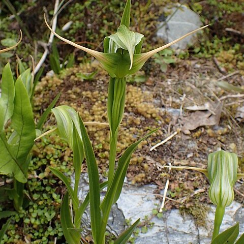 Pterostylis australis unspecified picture