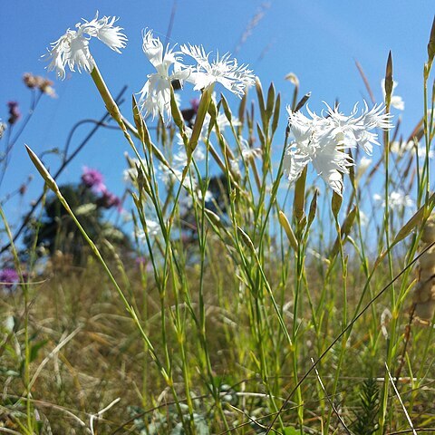 Dianthus serotinus unspecified picture