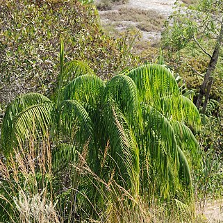 Dypsis onilahensis unspecified picture