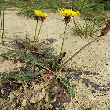 Taraxacum serotinum unspecified picture