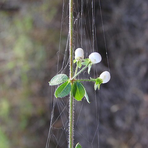 Galium noxium unspecified picture