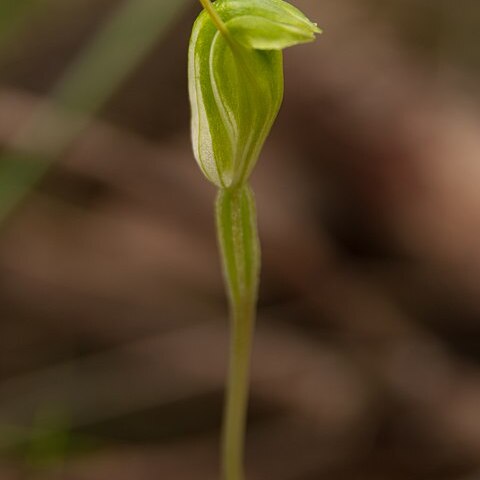 Pterostylis pyramidalis unspecified picture