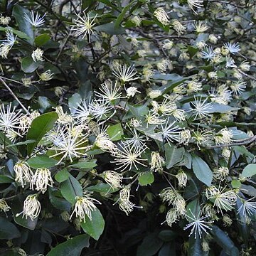 Maerua racemulosa unspecified picture