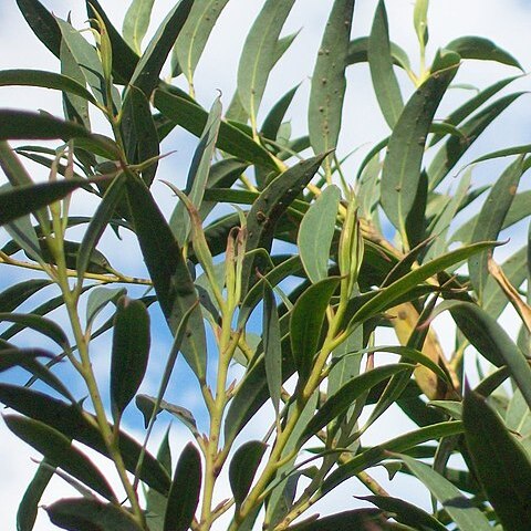 Eucalyptus deuaensis unspecified picture