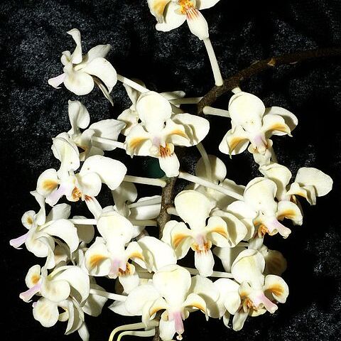 Phalaenopsis celebensis unspecified picture