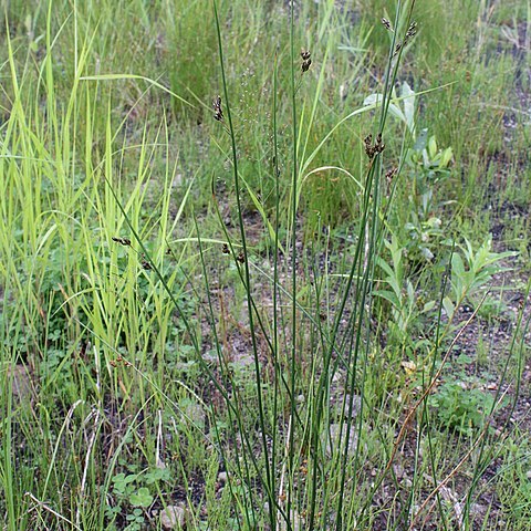 Juncus balticus unspecified picture