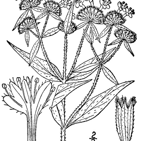 Pycnanthemum verticillatum var. pilosum unspecified picture